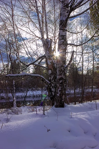Día soleado en el bosque de invierno nevado foto dual-iso — Foto de Stock