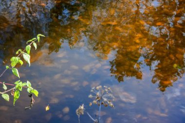 Sonbahar Boyama ağaç dallarında nehir yüzeyine yansıtılır