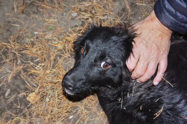 Ritratto di un cane nero con occhi colpevoli — Foto Stock