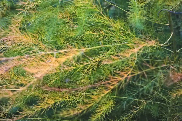 Fondo natural hojas de otoño de Espárragos Officinalis . — Foto de Stock