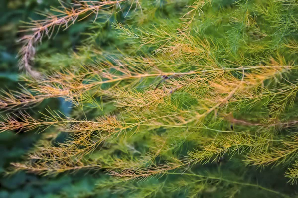 Fondo natural hojas de otoño de Espárragos Officinalis . — Foto de Stock