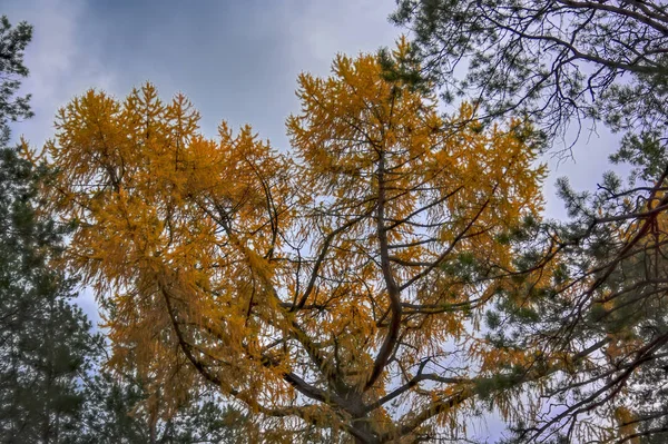 Coroas de árvores coníferas contra um céu de outono nublado — Fotografia de Stock