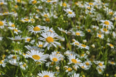Yazın çayırdaki papatya çiçekleri
