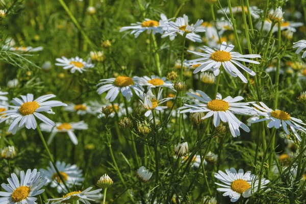 Kamomill blommor pÃ ¥en äng pÃ ¥sommaren — Stockfoto