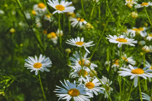 Kamomill blommor pÃ ¥en äng pÃ ¥sommaren — Stockfoto