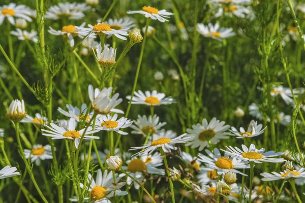 Kamomill blommor pÃ ¥en äng pÃ ¥sommaren — Stockfoto