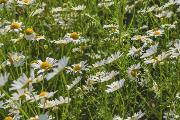 Kamomill blommor pÃ ¥en äng pÃ ¥sommaren — Stockfoto