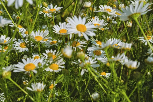 Kamomill blommor pÃ ¥en äng pÃ ¥sommaren — Stockfoto