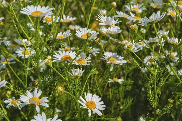 Kamomill blommor pÃ ¥en äng pÃ ¥sommaren — Stockfoto