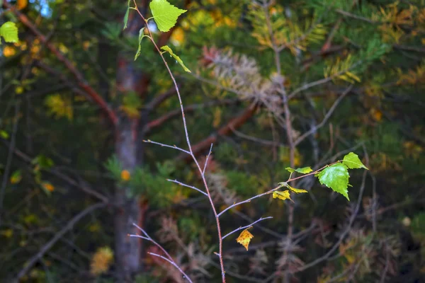 Zweig mit Herbstlaub auf verschwommenem Hintergrund. — Stockfoto