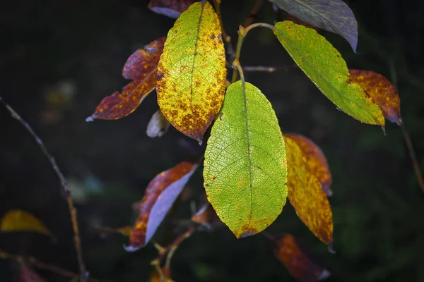 Zweig mit Herbstlaub auf verschwommenem Hintergrund. — Stockfoto