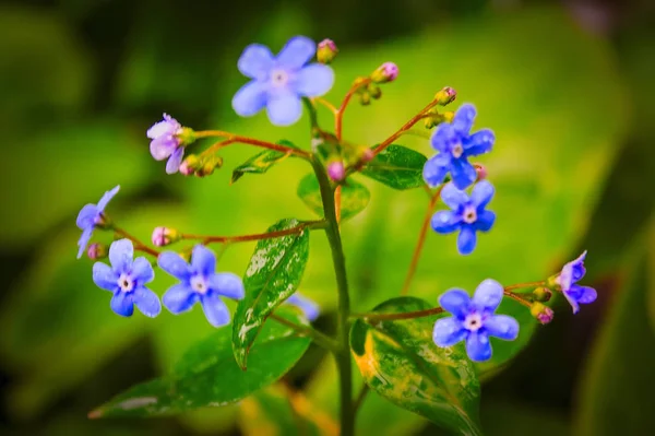 Spring background forget-me-not flowers, shallow depth of field, selective focus . — Stok Foto