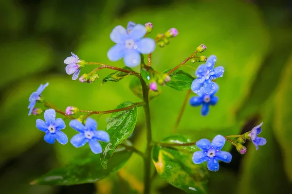 Spring background forget-me-not flowers, shallow depth of field, selective focus . — Stok Foto