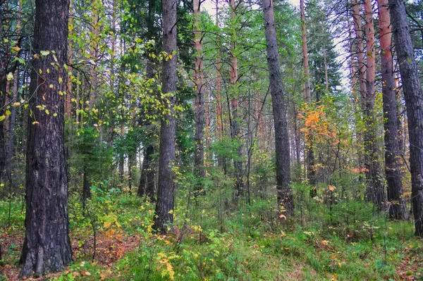 Bela floresta de outono com árvores diferentes. Paisagem de outono em uma floresta de pinheiro . — Fotografia de Stock