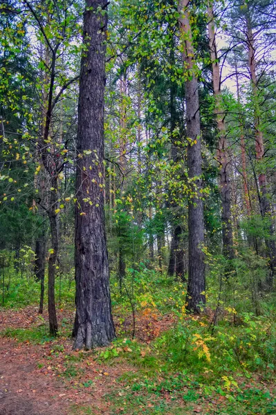 Όμορφο φθινόπωρο δάσος με διάφορα δέντρα. Φθινοπωρινό τοπίο σε ένα πευκόφυτο δάσος. — Φωτογραφία Αρχείου