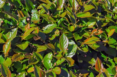 Güneş ışığı ağaçların yaprakları yanar