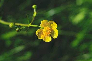 bulanık bir arka plan üzerinde sarı kır çiçeği