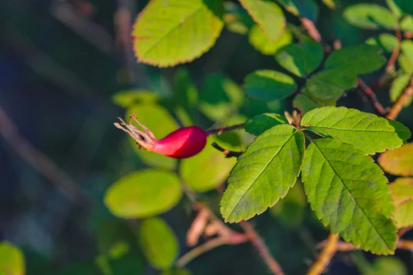 Rosehip υποκατάστημα με ώριμα φρούτα σε θολή φόντο — Φωτογραφία Αρχείου