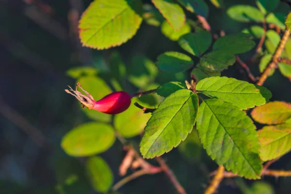 Rosehip branch with ripe fruit on a blurred background — Stock Photo, Image