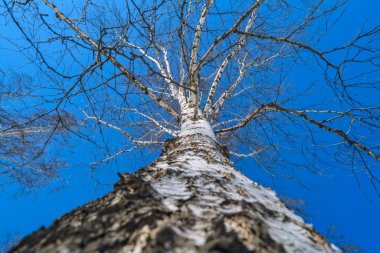 Çıplak ağaç dalları gökyüzü karşı erken baharda.