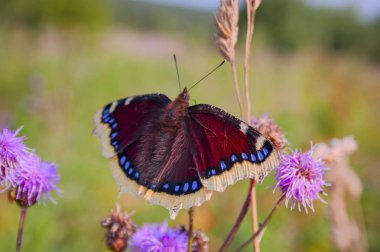 Butterfly Mourning Cloak Nymphalis antiopa sitting on a flower on a blurred background clipart