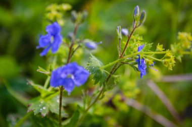 Mavi renk alan çiçek. Yumuşak odak.