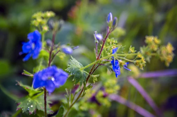 Campo flor de cor azul. Foco suave . — Fotografia de Stock