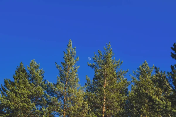 Crown of pine trees on the background of the evening sky