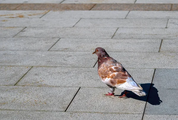 Pombo solitário caminhando ao longo de uma calçada urbana — Fotografia de Stock