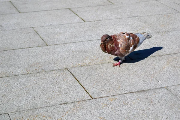 Piccione solitario che cammina lungo un marciapiede urbano — Foto Stock