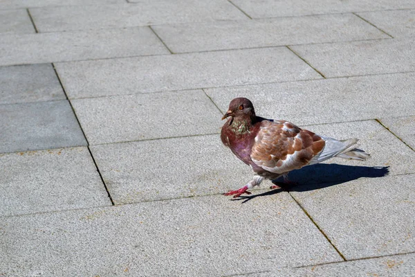 Lone duif wandelen langs een trottoir stedelijke — Stockfoto