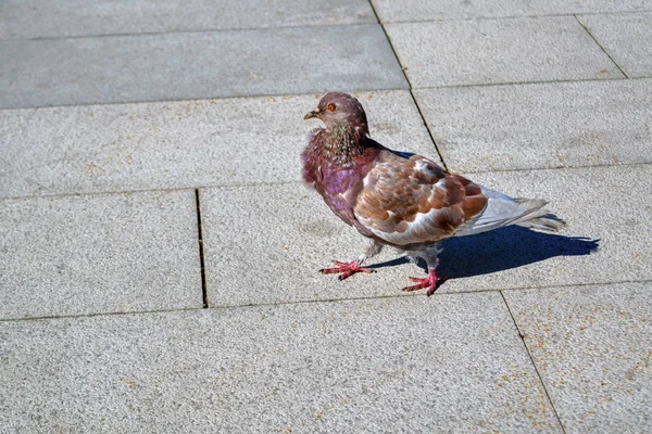 Piccione solitario che cammina lungo un marciapiede urbano — Foto Stock