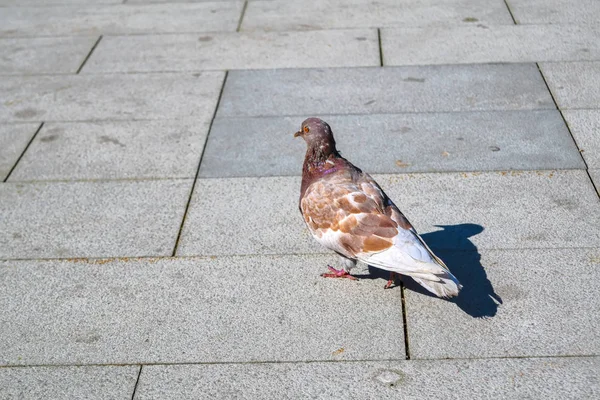 Pombo solitário caminhando ao longo de uma calçada urbana — Fotografia de Stock