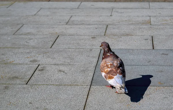 Einsame Taube, die auf einem städtischen Bürgersteig läuft — Stockfoto