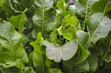 Horseradish yeşil bir yatak yakın çekim yaprak