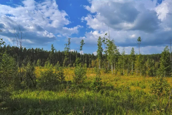 Paysage d'été prairie et forêt en arrière-plan . — Photo