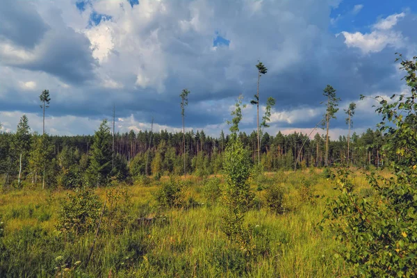 Paysage d'été prairie et forêt en arrière-plan . — Photo