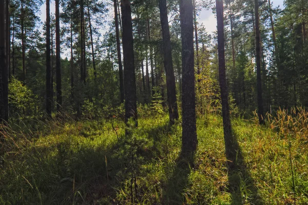 Летний солнечный вечер в сосновом лесу — стоковое фото