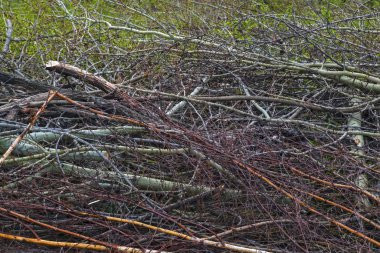 hurricane.cleaning etkileri ortadan kaldırarak kesilen ağaçlar sawed ağaç dalları