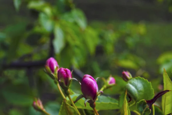 Knospe des wilden Apfelbaums. Frühling Hintergrund mit Apfelbaumblüte. — Stockfoto