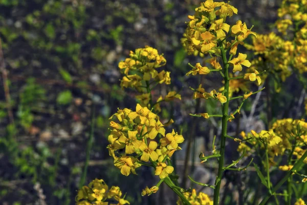 Primavera gialla fiori selvatici su sfondo sfocato — Foto Stock