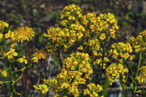 Primavera gialla fiori selvatici su sfondo sfocato — Foto Stock