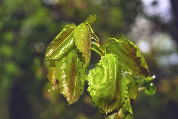 Follaje verde joven primer plano de un fondo primaveral — Foto de Stock