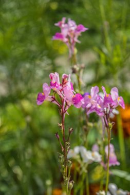 Bir çiçek yatağı üzerinde parlak yaz çiçek