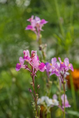 Bir çiçek yatağı üzerinde parlak yaz çiçek