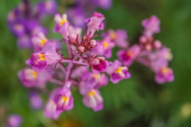 Bir çiçek yatağı üzerinde parlak yaz çiçek