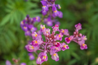 Bir çiçek yatağı üzerinde parlak yaz çiçek