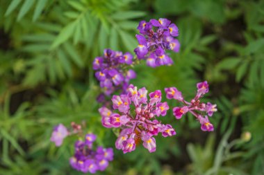 Bir çiçek yatağı üzerinde parlak yaz çiçek