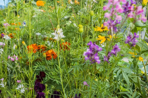 Fleurs d'été lumineuses sur un lit de fleurs — Photo