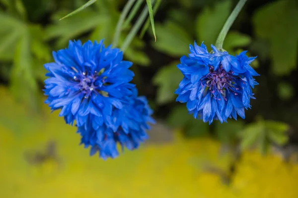 Flores brillantes de verano en un macizo de flores — Foto de Stock